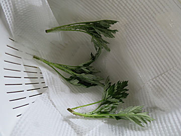 yomogi2.jpg