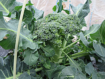 broccolii1.jpg