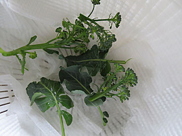broccolii2.jpg