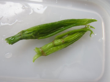 itadori36.jpg
