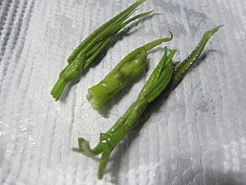 itadori38.jpg