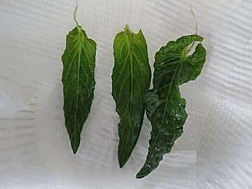 suiba7.jpg