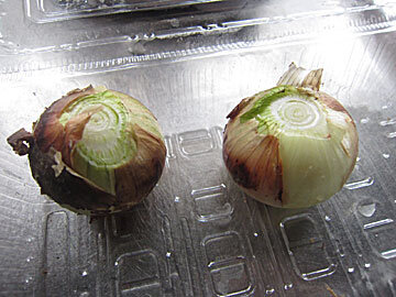 tamanegisoup1.jpg