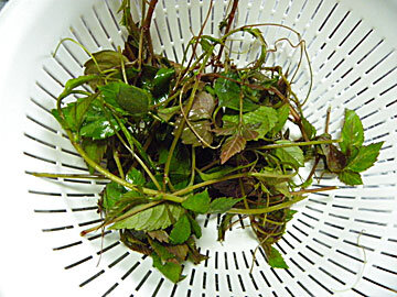 yabugarasi11.jpg