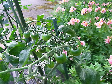 tomato39.jpg